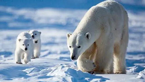 Grandeurs nature Canada sauvage : le paradis des animaux