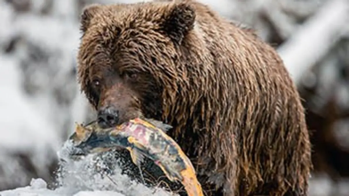 Grandeurs nature Canada sauvage : Merveilles de la nature