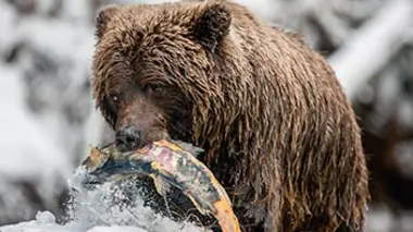 Canada sauvage : Merveilles de la nature