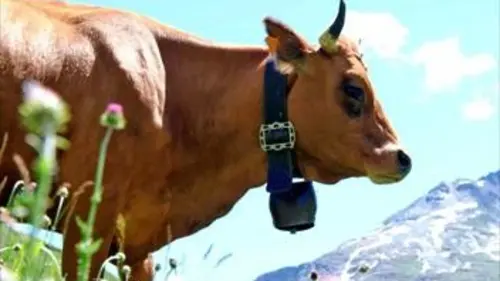 Grandeurs nature Au bonheur des vaches