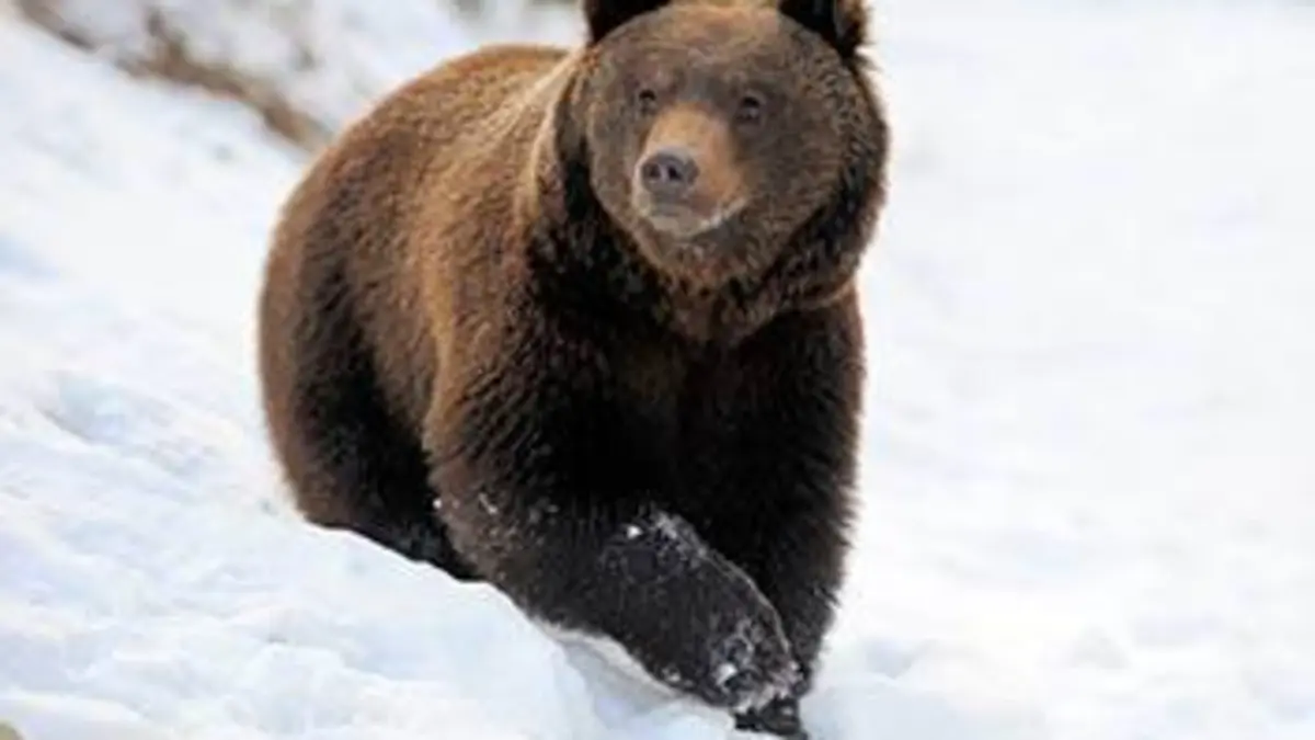 Grandeurs nature Vie sauvage à Yellowstone (1/3) : Un hiver tout en douceur