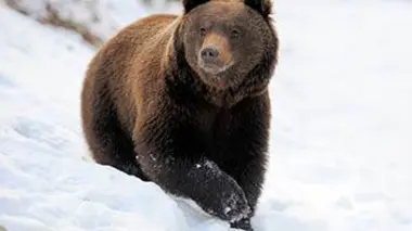 Vie sauvage à Yellowstone (1/3) : Un hiver tout en douceur