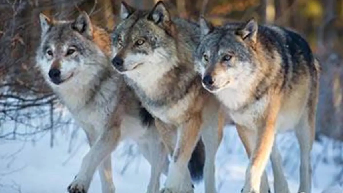 Grandeurs nature Vie sauvage à Yellowstone (2/3) : Un printemps éprouvant