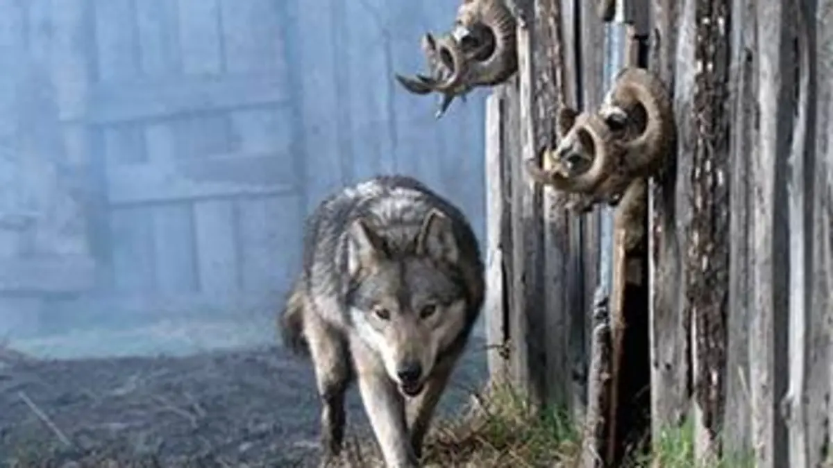 Grandeurs nature Vivre avec les loups