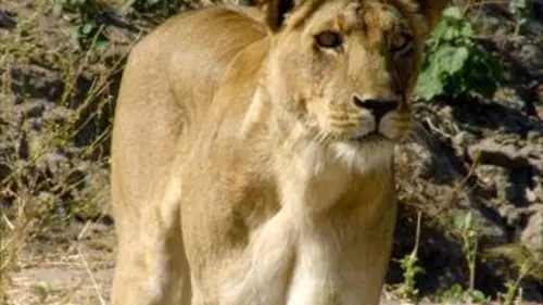 Grandeurs nature Le dernier refuge