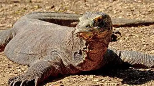 Grandeurs nature Komodo : l'île des dragons