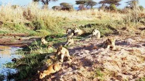 Grandeurs nature La loi des lionnes