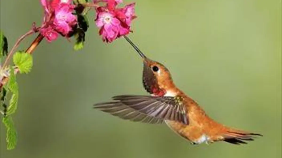 Grandeurs nature Petits animaux miracles de la nature