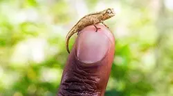 Visuel de Le monde secret des animaux minuscules