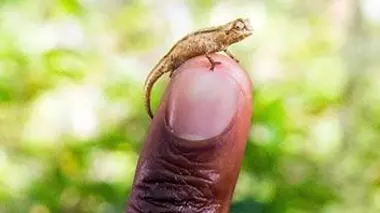 Le monde secret des animaux minuscules