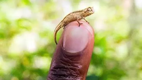 Le monde secret des animaux minuscules Le monde secret des animaux minuscules