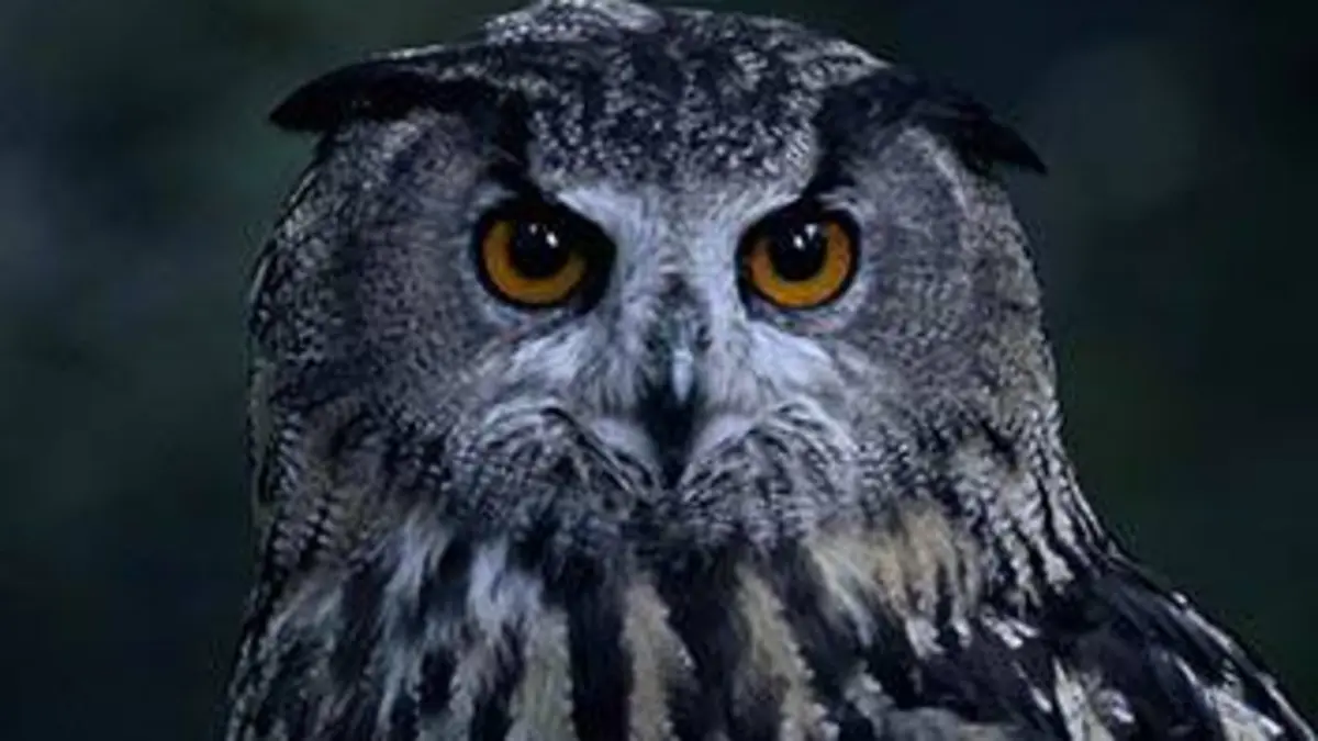 Grandeurs nature La nuit des animaux