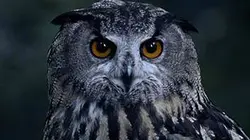 Visuel de Grandeurs nature