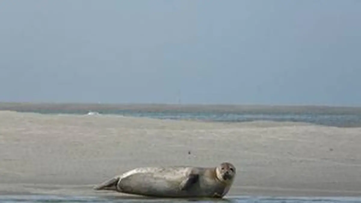 Grandeurs nature Les phoques gris