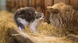 Visuel de Trois petits chats