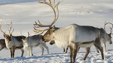 Le peuple des forêts (1/3) : L'âge de glace
