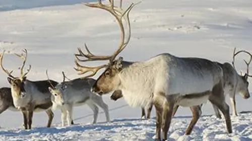 Grandeurs nature Le peuple des forêts (1/3) : L'âge de glace