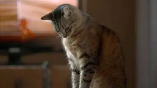 Grandeurs nature E03 Le jeu du chat et de la souris