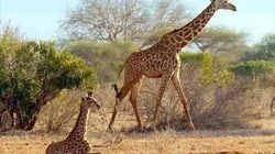 Visuel de Grandeurs nature