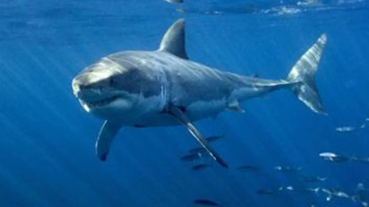 Le peuple des océans E01 Le peuple des océans : Le peuple du bleu