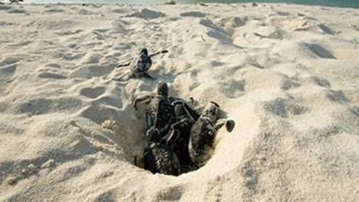 Le peuple des océans E02 Le peuple des océans : Le peuple des sables et des forêts