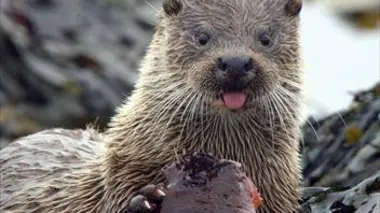 L'île aux loutres : une affaire de famille