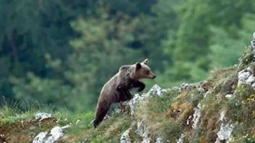 Grandeurs nature Ours, simplement sauvage