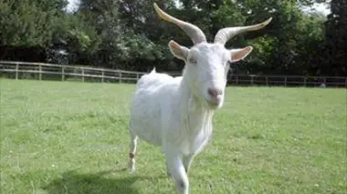 Malin comme une chèvre