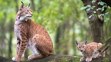 Le peuple des forêts (2/3) : L'âge d'or de la forêt