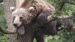 Visuel de Grandeurs nature