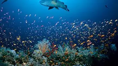 Le peuple des océans : Le peuple des récifs