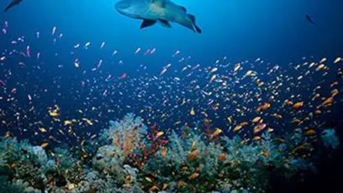 Le peuple des océans E03 Le peuple des océans : Le peuple des récifs