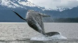 Visuel de Le peuple des oceans