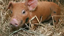Visuel de Naissances à la ferme