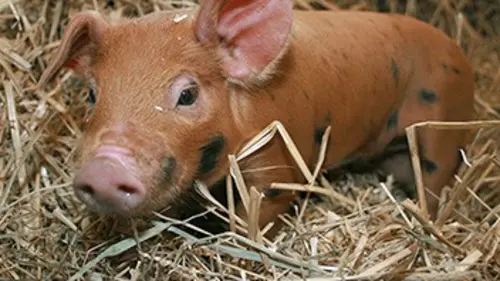Naissances à la ferme Naissances à la ferme