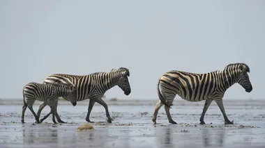 Le sommeil des animaux