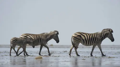 Le sommeil des animaux Le sommeil des animaux