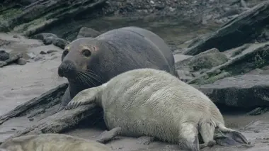 Phoques gris, les nouvelles odyssées