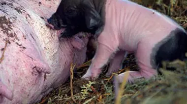 Naissances à la ferme