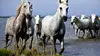 Cheval de Camargue, le seigneur des marais