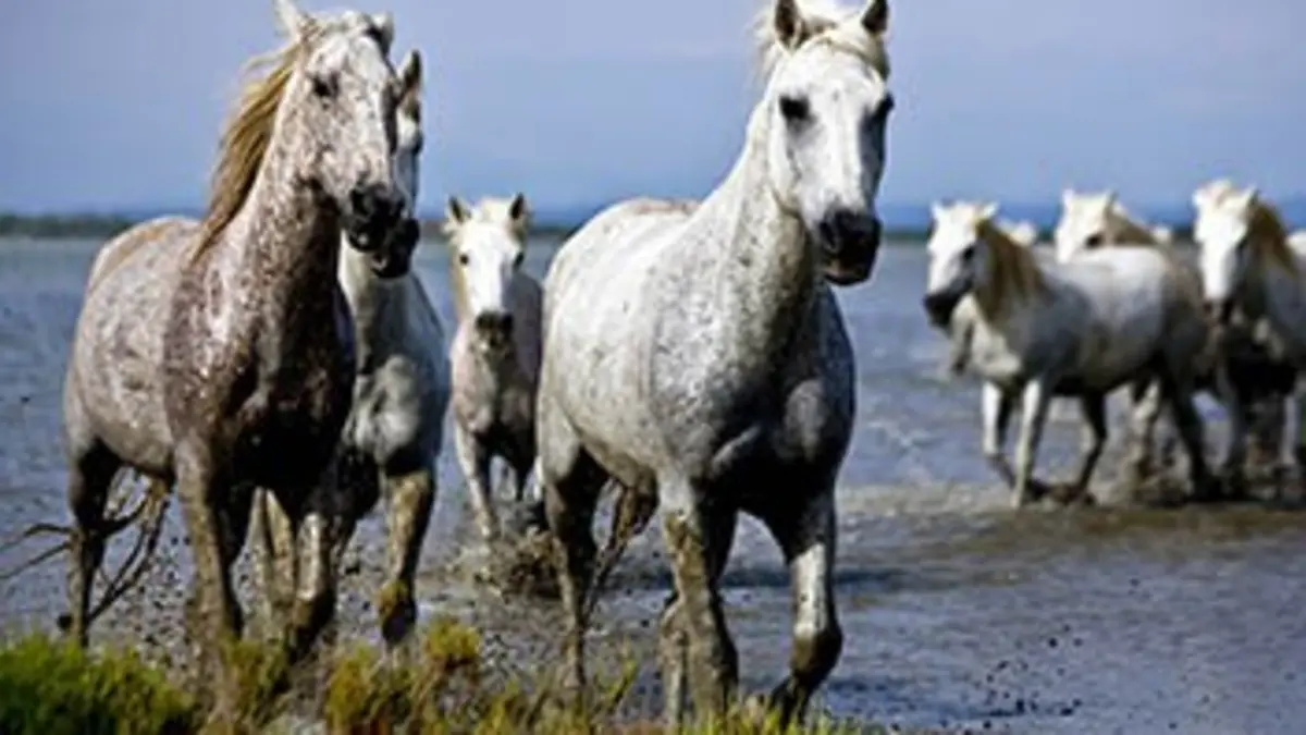 Grandeurs nature Cheval de Camargue, le seigneur des marais