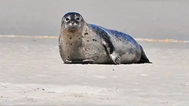 Là-bas sur nos rivages