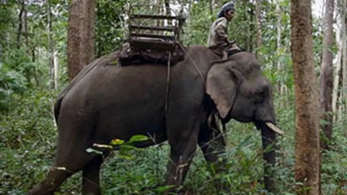 Grandeurs nature Les noces des éléphants