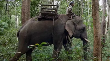 Les noces des éléphants