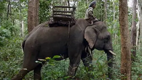 Grandeurs nature Les noces des éléphants