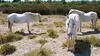 Cheval de Camargue, le seigneur des marais