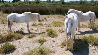 Cheval de Camargue, le seigneur des marais