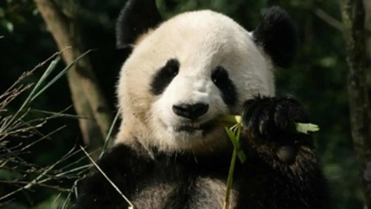 Grandeurs nature Sur les terres du panda