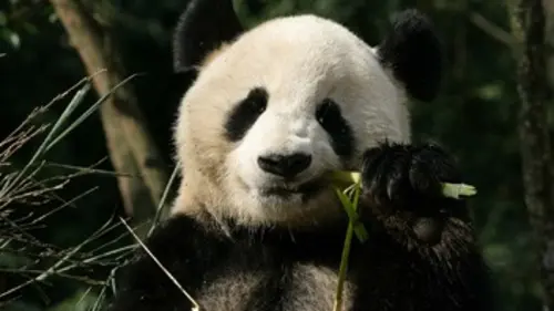 Grandeurs nature Sur les terres du panda