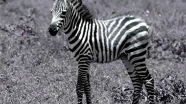 Grandeurs nature Punda, le zèbre